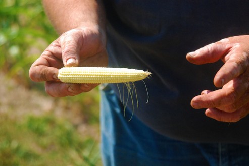 corn flickr