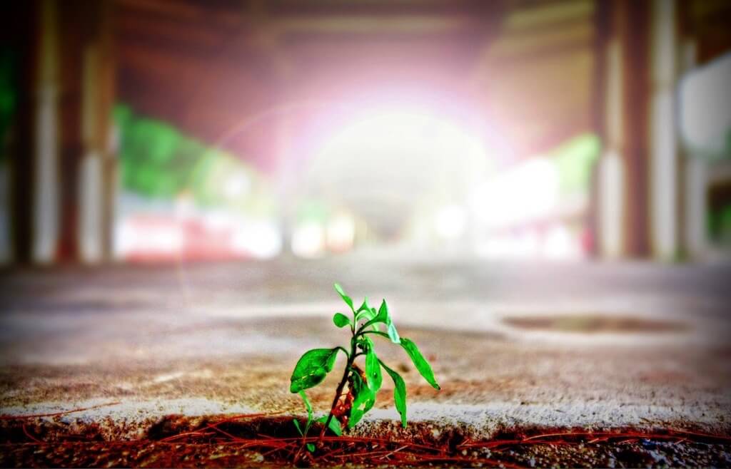 seedling blooming