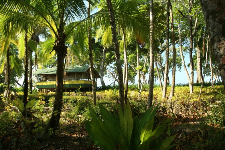 Palm garden near a surfer beach in Costa Rica